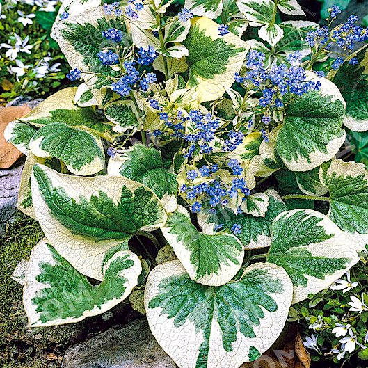Бруннера 'Вариегата' / Brunnera 'Variegata'