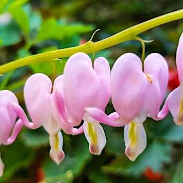 Дицентра превосходная 'Купид' / Dicentra spectabilis 'Cupid'