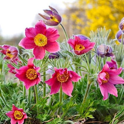 Проcтрел обыкновенный 'Розен Глок' / Pulsatilla vulgaris 'Rosen Glocke'