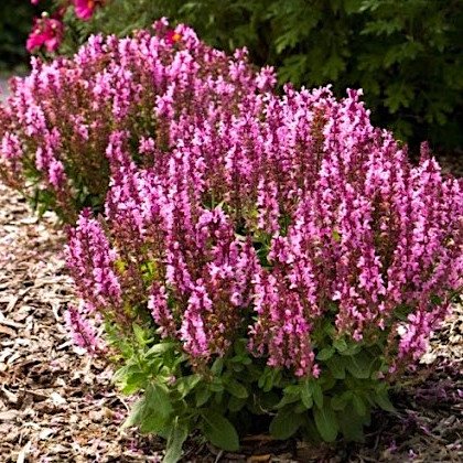 Шалфей 'Нью Дименшн Роуз' / Salvia  'New Dimension Rose'