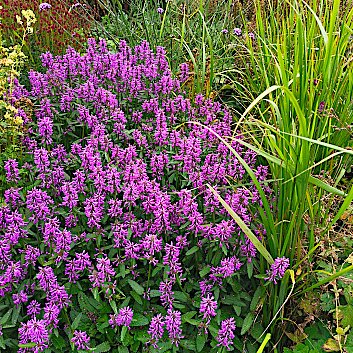 Чистец 'Саммер Грэйпс' /  Stachys officinalis 'Summer Grapes'