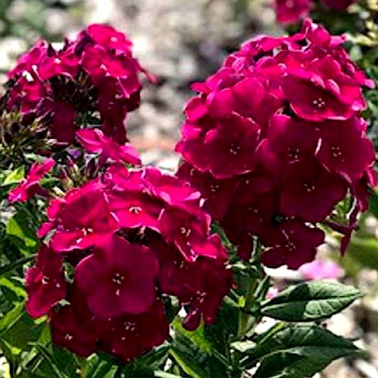 Флокс метельчатый 'Бамбини Черри Краш' / Phlox paniculata Bambini Cherry Crush