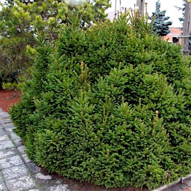 Ель 'Пигмея' / Picea 'Pygmaea'