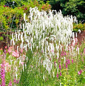 Кровохлебка 'Ол Тайм Хай' / Sanguisorba tenuifolia  'All Time High'