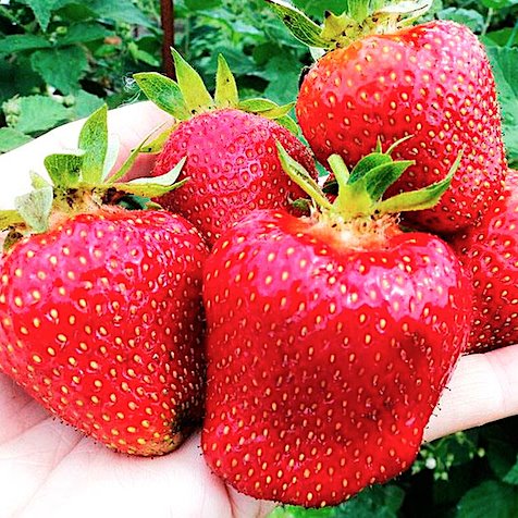 Земляника садовая Джоли