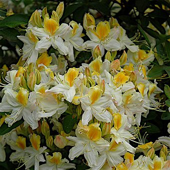 Рододендрон листопадный 'Норсэн Лайтс' / Rhododendron   'Northen Lights'