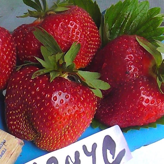 Земляника садовая Магнус