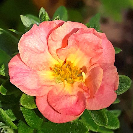 Лапчатка кустарниковая 'Белла Эппл' / Potentilla fruticosa 'Bella Apple'