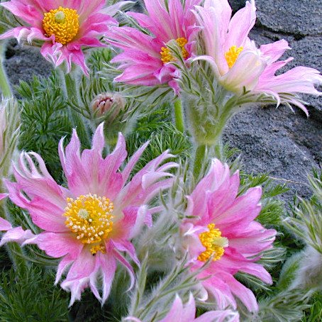 Проcтрел обыкновенный 'Папагено' / Pulsatilla vulgaris 'Papageno'