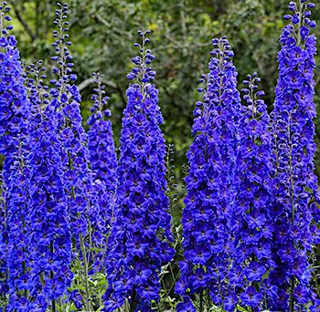 Дельфиниум 'Фауст' / Delphinium 'Faust'