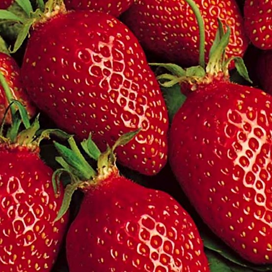 Земляника садовая Гаригуэтта