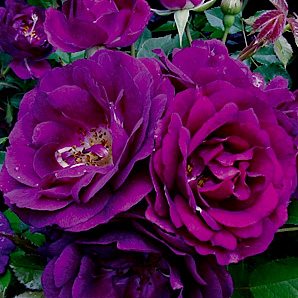 Роза  'Ройал Селебрэйшн' / Rose 'Royal Celebration', Weeks