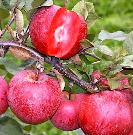Яблоня красномякотная Редлав Одиссо / Malus Red Love Odysso