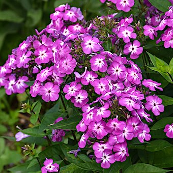 Флокс метельчатый 'Перпл Ай' / Phlox paniculata 'Purple Eye'