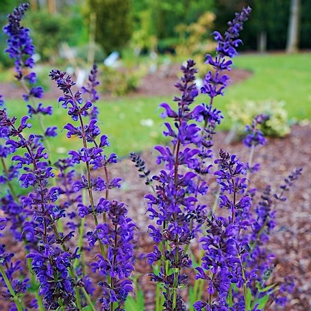 Шалфей  'Перпл Спринг' / Salvia  'Purple Spring'