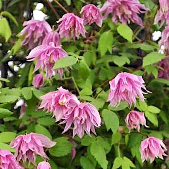 Клематис 'Пинк Сюрпрайз' / Clematis alpina 'Pink Surprise'