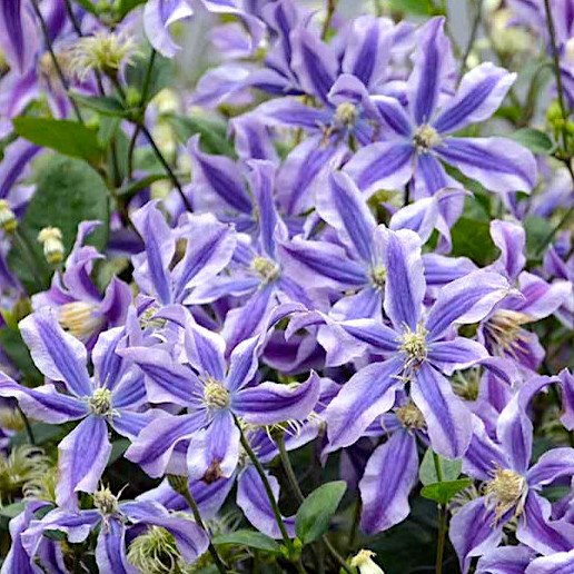 Клематис цельнолистный 'Миcтик Ривер' / Clematis 'Mystik River'