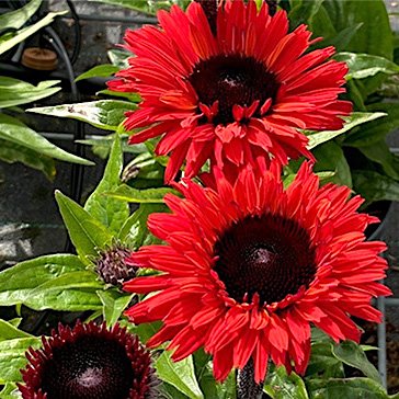 Эхинацея 'Сансикерс Рэд' / Echinacea 'Sunseekers Red'