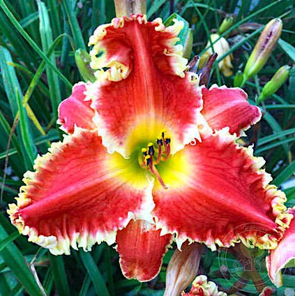 Лилейник 'Рэд Сакура' / Hemerocallis 'Red Sakura'