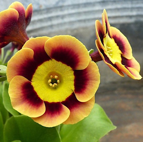 Примула ушковая 'Пирс Телфорд' / Primula auricula 'Piers Telford'