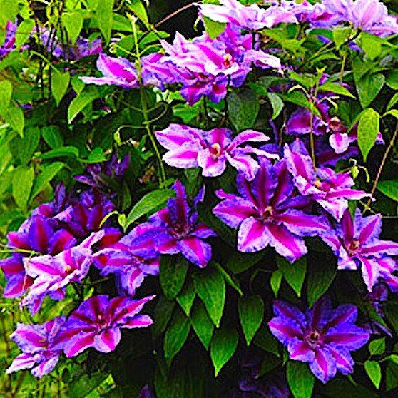 Клематис 'Акаиши' / Clematis 'Akaishi'