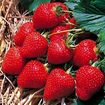 Земляника садовая Квики