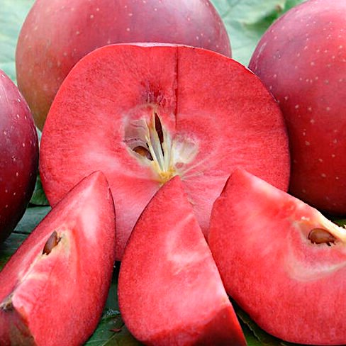 Яблоня красномякотная Байя Мариса / Malus Baya Marisa