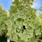 Гортензия метельчатая 'Металлика' / Hydrangea paniculata 'Metallica'