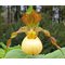 Башмачок Виктория / Cypripedium Victoria, Garden Orchid