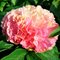 Пион 'Лоис Чойс'  / Paeonia 'Lois Choiсe'
