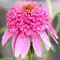 Эхинацея 'Пинк Дабл Дилайт' / Echinacea 'Pink Double Delight'