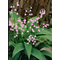 Ландыш майский 'Розеа' / Convallaria majalis 'Rosea'