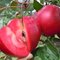 Яблоня красномякотная Редлав Одиссо / Malus Red Love Odysso