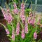 Дербенник иволистный 'Блаш' / Lythrum salicaria 'Blush'