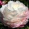 Пион 'Фэйри'с Петтикот' / Paeonia lactiflora 'Fairy's Petticoat'