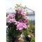 Клематис 'Изабелла' / Clematis 'Isabella'