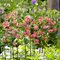 Лилия мартагон 'Манитоба Монинг' / Lilium martagon 'Manitoba Morning'