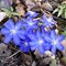 Печеночница благородная  голубая / Hepatica nobilis  blue