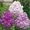 Флокс метельчатый 'Попурри Пёрпл' / Phlox paniculata 'Potpourri Purple'