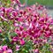 Клематис цельнолистный 'Строберри Филдс' / Clematis integrifolia 'Strawberry Fields'