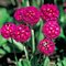 Примула зубчатая 'Рубин' / Primula denticulata 'Rubin'