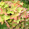 Гортензия метельчатая 'Металлика' / Hydrangea paniculata 'Metallica'