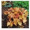 Гейхера ‘Эмбер Вэйс’ / Heuchera ‘Amber Waves’