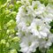 Дельфиниум 'Галахад' / Delphinium 'Galahad'