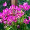 Анемона 'Спринг Бьюти Пинк' / Anemone mult. 'Spring Beauty Pink'