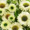 Эхинацея 'Сансикерс Уайт Перфекшн' / Echinacea 'Sunseekers White Perfection'
