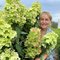 Гортензия метельчатая 'Металлика' / Hydrangea paniculata 'Metallica'