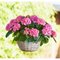 Гортензия крупнолистная 'Таблетензия Пинк' / Hydrangea  macrophylla 'Tabletensia Pink'