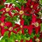 Клематис витицелла 'Глориоз Ред' / Clematis viticella 'Glorious Red'