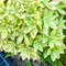 Гортензия метельчатая 'Мечта Лесково' / Hydrangea paniculata 'Mechta Leskovo'